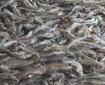 Encuesta sobre prácticas de gestión dirigida a productores y expertos Europeos en camarones
